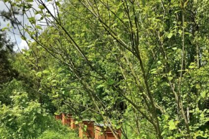 Ręce precz od uli? Co naprawdę szykuje Unia i jak obronić swoją pasiekę